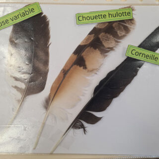 Animations Nature des BTS GPN en classes de 4e et 3e