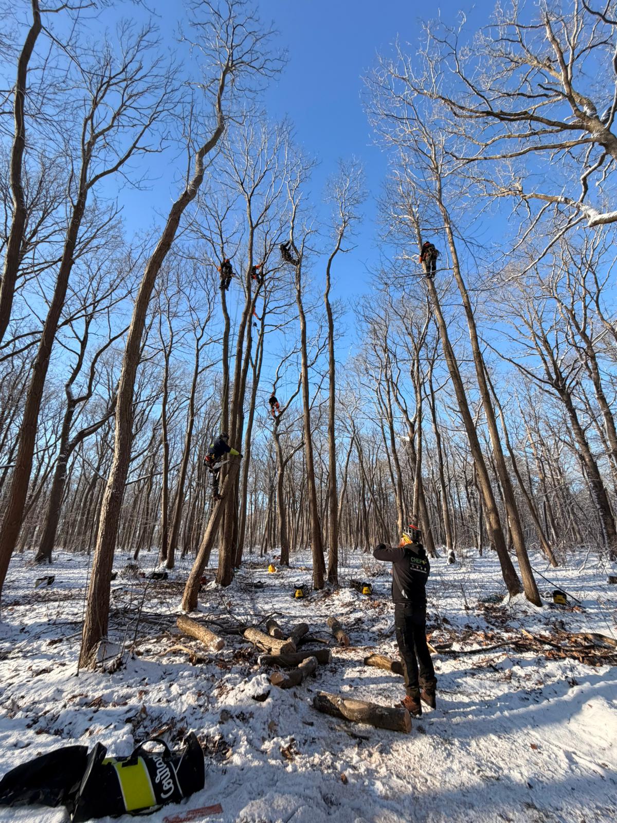 Certificat de Spécialisation - Arboriste grimpeur au cfa en alternance