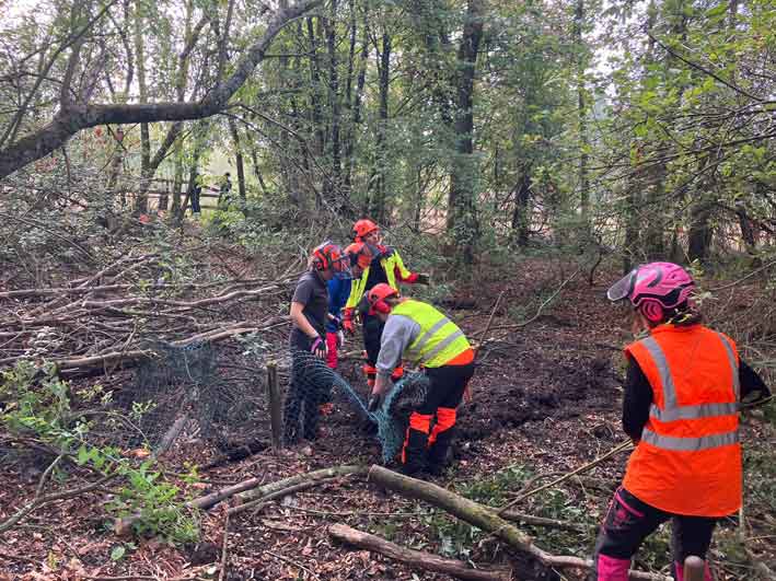chantier forêt