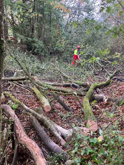 chantier forêt