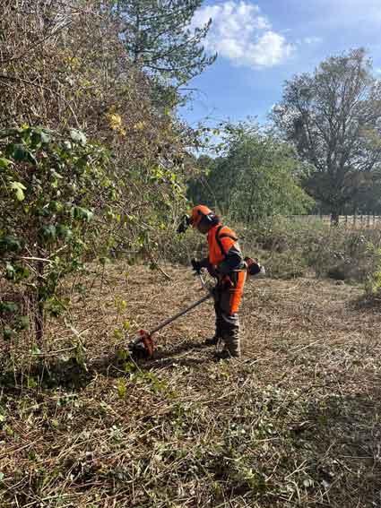 chantier forêt