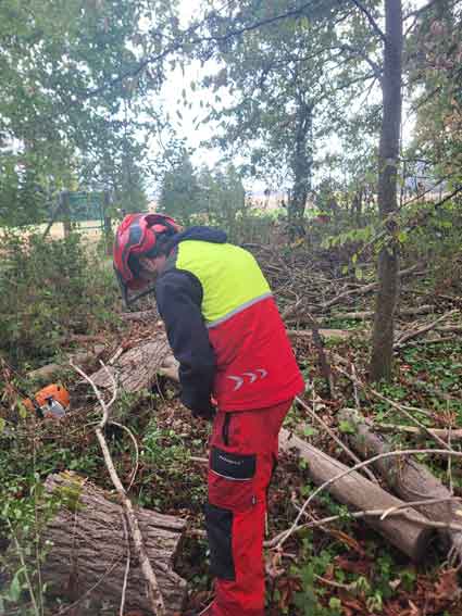 chantier forêt