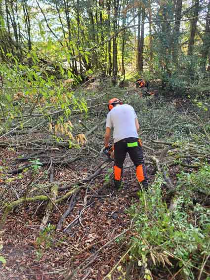 chantier forêt